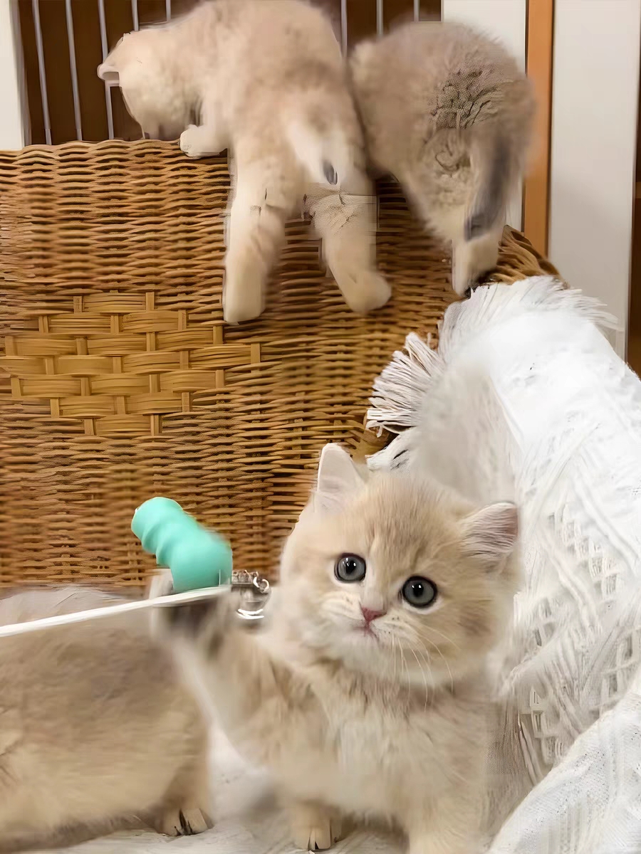 猫舍直销,批发价出售,蓝金渐层